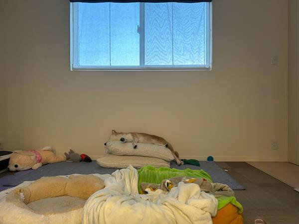 「わざわざそこで？」　犬の寝場所に共感の声