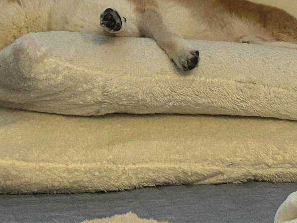 「わざわざそこで？」　犬の寝場所に共感の声