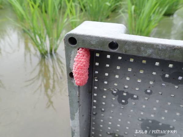 ネットをざわつかせた１枚の写真　写ったものに「ウソだろ！？」「目を疑った」