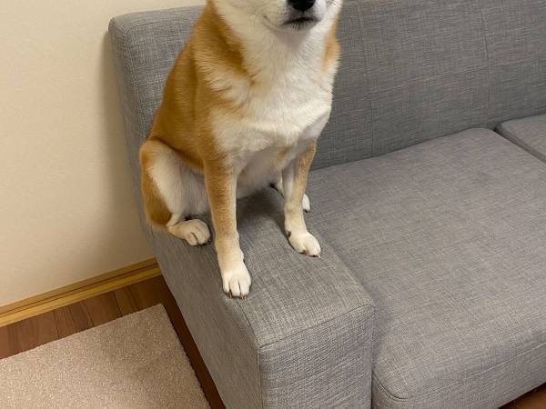 「狛犬ごっこしてる」　柴犬の写真に「憧れてるのかな？」「あー！可愛い」