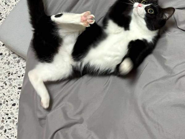 「可愛すぎて意味が分からない」　飼い主がメロメロになった猫の姿をご覧ください