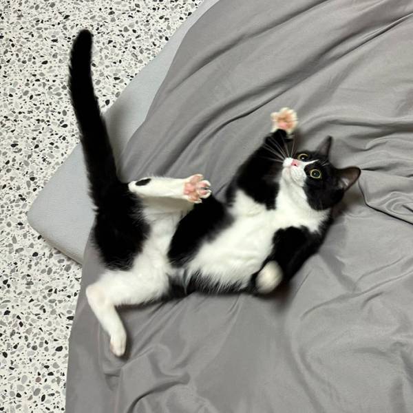 「可愛すぎて意味が分からない」　飼い主がメロメロになった猫の姿をご覧ください