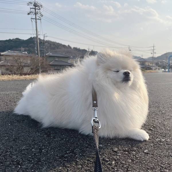 ポメと散歩中の小５息子から連絡　写真に「吹いたわ」「顔、顔ー！」