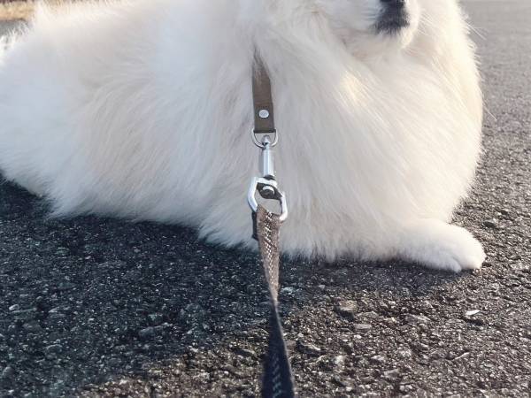 ポメと散歩中の小５息子から連絡　写真に「吹いたわ」「顔、顔ー！」