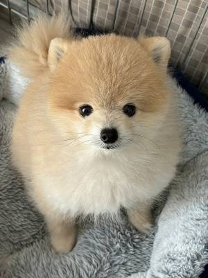 「もらい泣きする！」　朝、犬に出社することを説明すると…？