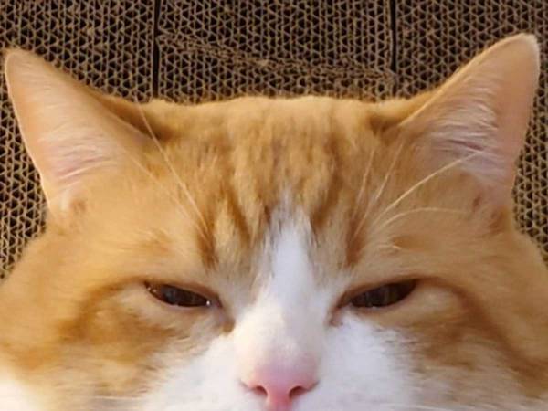 「おいしそうな、おかかのおにぎり」　顔を出す猫に「たまらん」「おかわり必須」