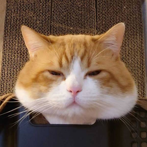 「おいしそうな、おかかのおにぎり」　顔を出す猫に「たまらん」「おかわり必須」