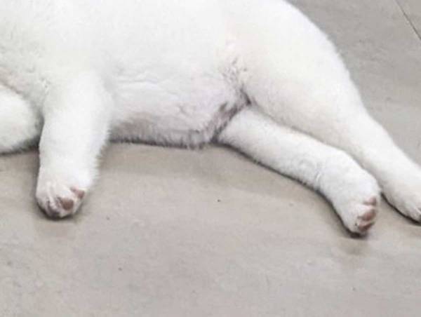 職場に秋田犬がいるとこうなる！　１枚の写真に「こんな職場で働きたい」「いいな～」