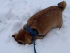 雪に寝転ぶ柴犬が、起き上がった瞬間…　「たまらん」「ずっと見てられる」