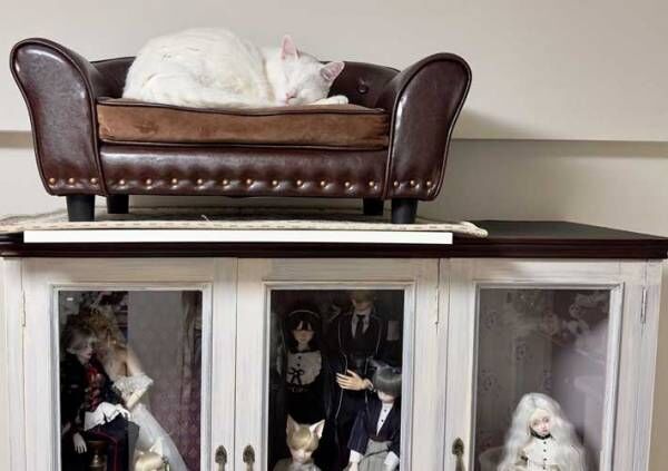 ソファに寝る猫の画像