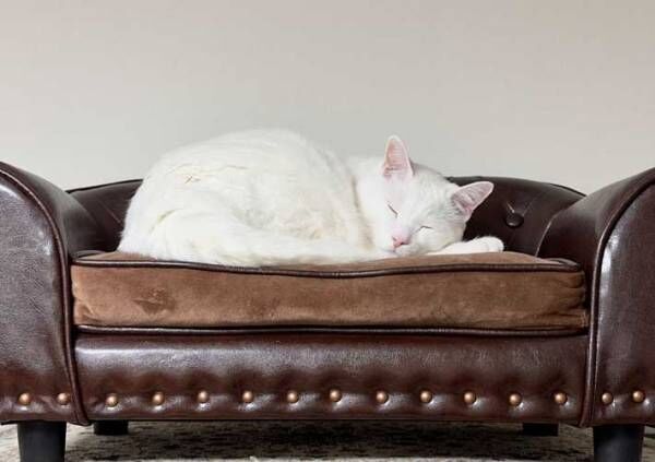ソファに寝る猫の画像