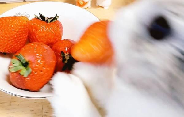 １粒のイチゴを奪った『犯人』に爆笑！　「犯行の一部始終！」「笑った」