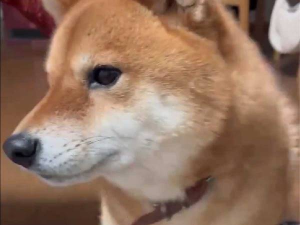 甘えていた柴犬に触ると？　容赦ない反応に「笑った」「塩対応」