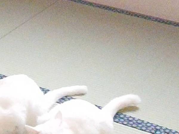 作業員「畳の張替えが終わりました」　仕上がりを見に行くと…？