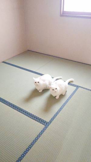 作業員「畳の張替えが終わりました」　仕上がりを見に行くと…？