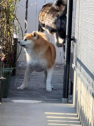飼い主「こんなに運動神経がいい犬種だとは…」　写真に驚きの声！