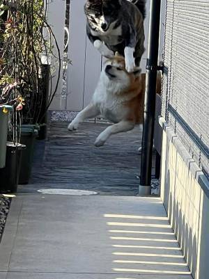 飼い主「こんなに運動神経がいい犬種だとは…」　写真に驚きの声！
