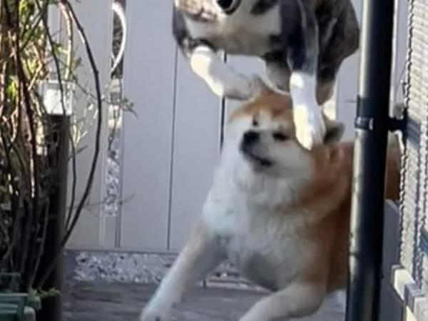 飼い主「こんなに運動神経がいい犬種だとは…」　写真に驚きの声！