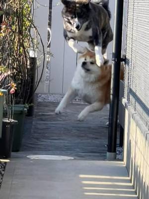 飼い主「こんなに運動神経がいい犬種だとは…」　写真に驚きの声！
