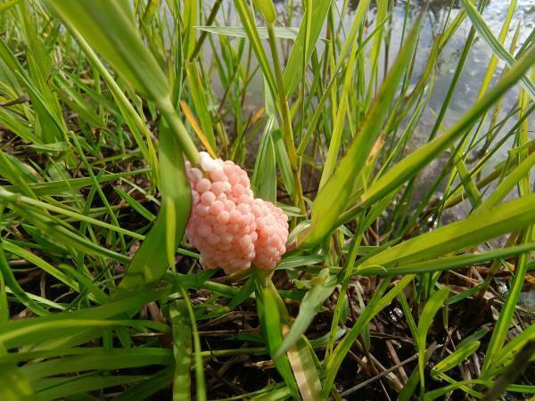 農林水産省「絶対やめて！」　注意喚起に「絶句した」「広まってほしい」