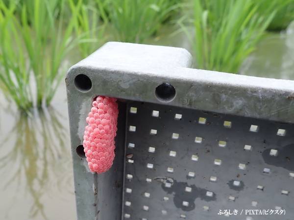 農林水産省「絶対やめて！」　注意喚起に「絶句した」「広まってほしい」