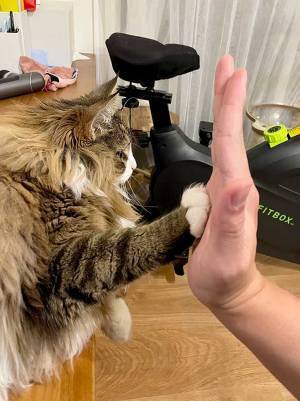 「この猫、人語を理解している」　飼い主が「もうすぐ２歳だね」と話しかけると？