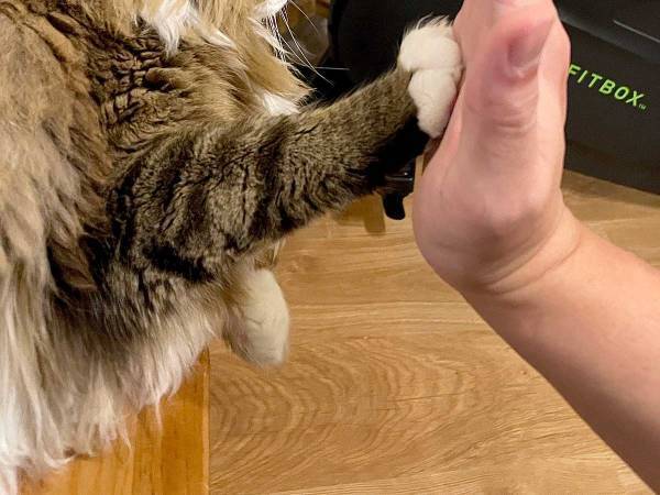 「この猫、人語を理解している」　飼い主が「もうすぐ２歳だね」と話しかけると？