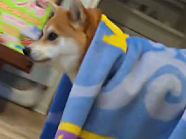 魔法にかけられた…？　柴犬の『演技』にご注目！