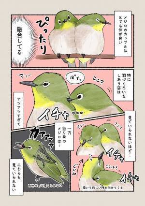 メジロの『イチャイチャっぷり』に「見ていられない」　一方、独り身は…