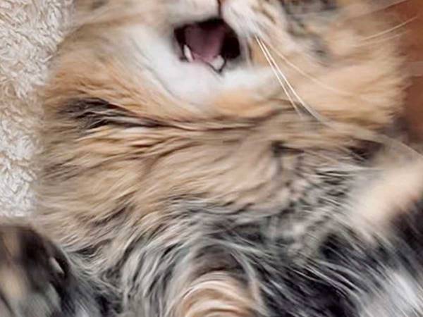 飼い主が撮った『３枚』に爆笑！　「すごい躍動感」「サスペンス映画の１シーン」