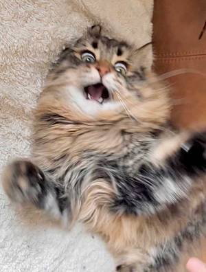 飼い主が撮った『３枚』に爆笑！　「すごい躍動感」「サスペンス映画の１シーン」