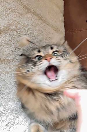 飼い主が撮った『３枚』に爆笑！　「すごい躍動感」「サスペンス映画の１シーン」