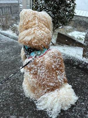 雪の中でおすわりする秋田犬　その背中がまるで？　「お砂糖たっぷり」「かわいすぎ」