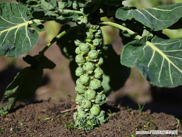 「ウソー！」「思ってたんと違う」　予想外すぎる芽キャベツの生え方とは？