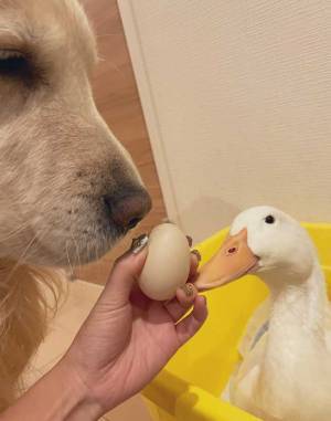 卵を産んだアヒル　見せた表情に「たまらない」「めっちゃシュール」