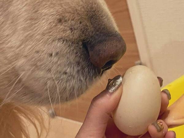 卵を産んだアヒル　見せた表情に「たまらない」「めっちゃシュール」