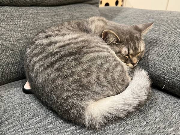 ソファで昼寝をする愛猫、よく見ると…？　隠れていた『あるもの』に驚き！