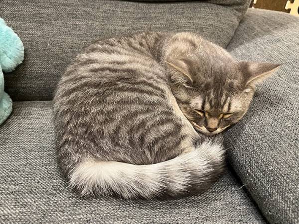 ソファで昼寝をする愛猫、よく見ると…？　隠れていた『あるもの』に驚き！