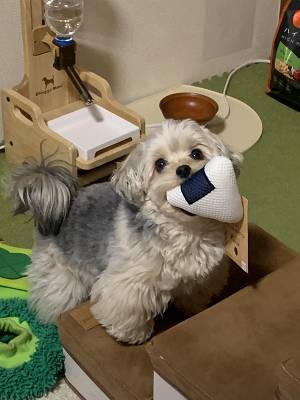 飼い主のカバンを漁った犬　取り出したものに「叫んだ」「すごっ！」