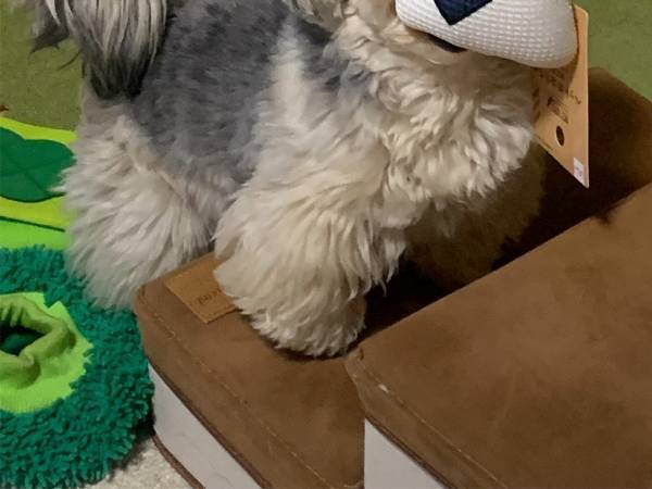 飼い主のカバンを漁った犬　取り出したものに「叫んだ」「すごっ！」