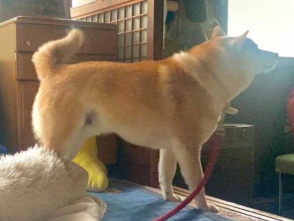 「どうしてボルゾイがいるの？」　飼い主が思わず二度見した光景とは