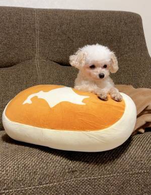 ぬいぐるみを開封したら…　愛犬の姿にキュン！