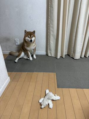 内気すぎる柴犬　渾身の『遊んでアピール』に吹き出す！