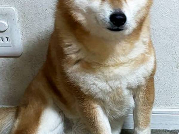 内気すぎる柴犬　渾身の『遊んでアピール』に吹き出す！