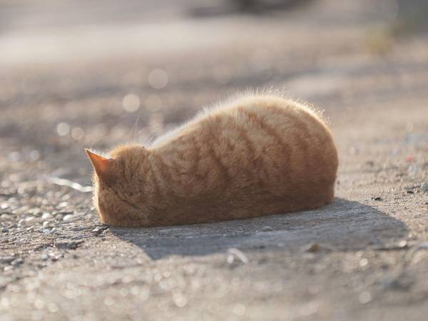 寝ころがる猫に「お持ち帰りは可能ですか？」　理由に『９万いいね』