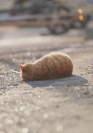 寝ころがる猫に「お持ち帰りは可能ですか？」　理由に『９万いいね』