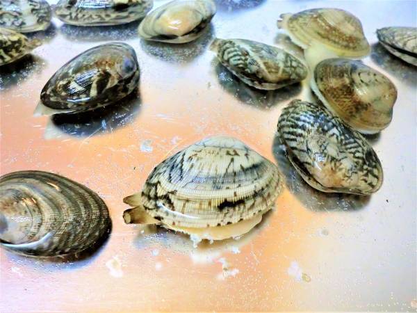 あさりの砂抜き、やり方は？　時短もできる裏技に「そうだったのか」「やってみます」