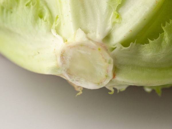 レタスの芯が赤くなったらどうする？　企業の回答に「初めて知りました」