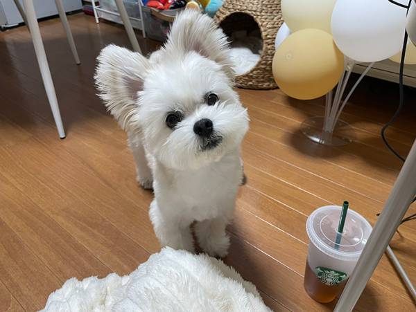 散歩に行く合図と逆転の発想が…？　「スーツ着るしかない！」