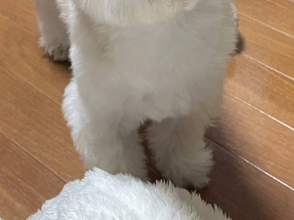 散歩に行く合図と逆転の発想が…？　「スーツ着るしかない！」